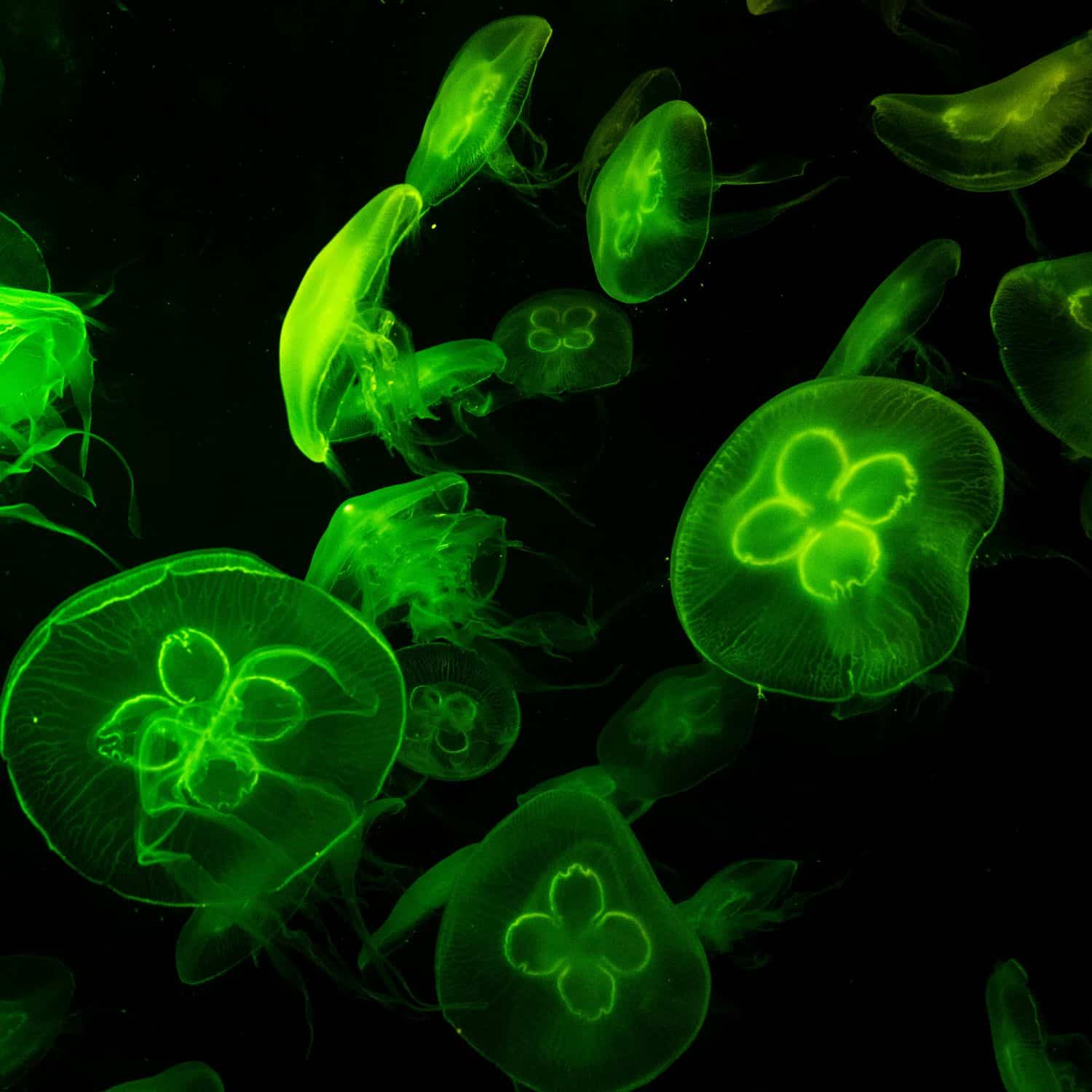 Jellyfish with green light