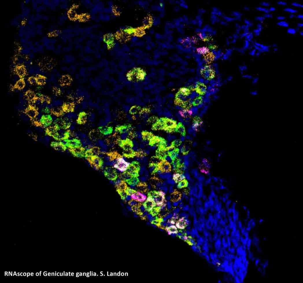 developmental and regenerative sciences PhD Program